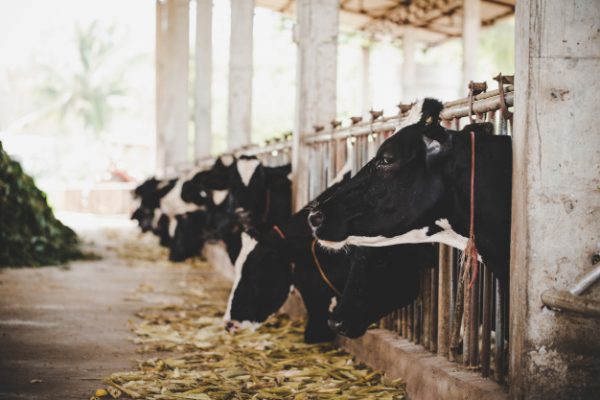 Acondicionamiento de la carne para su uso industrial